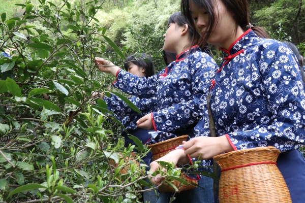 采古树茶.JPG