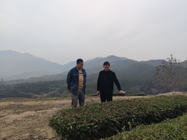1786595662102217.jpg 指导茶园管护_副本.jpg